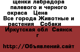 щенки лабрадора палевого и черного окраса › Цена ­ 30 000 - Все города Животные и растения » Собаки   . Иркутская обл.,Саянск г.